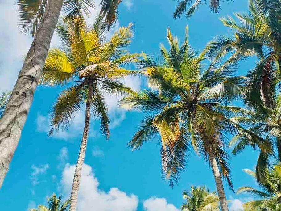 Palm House - Luxury Villa - Samana - Ocean Front Sánchez Екстериор снимка